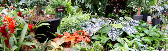 Hauenstein Gartencenter Baar