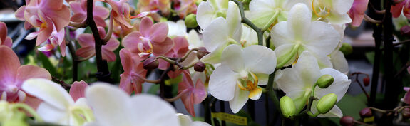 Hauenstein Stadt-Gartencenter Winterthur