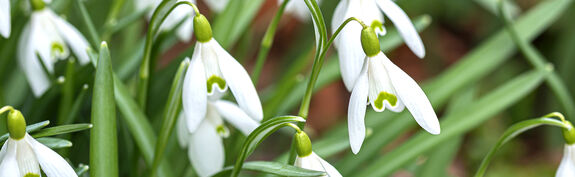 Hauenstein Stadt-Gartencenter Winterthur