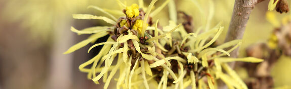 Hauenstein Gartencenter Baar