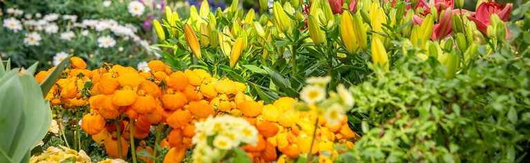 Gartencenter Hauenstein Rafz: Pflanzen Hauenstein – BXEZAV