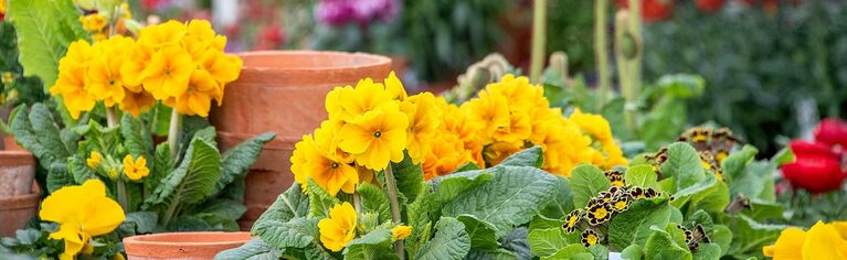 Hauenstein Gartencenter Rafz