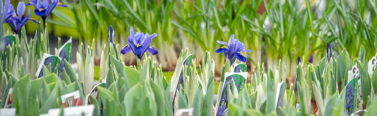 Hauenstein Stadt-Gartencenter Zürich