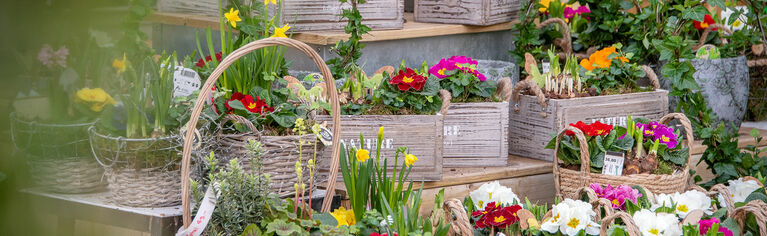 Hauenstein Gartencenter Baar