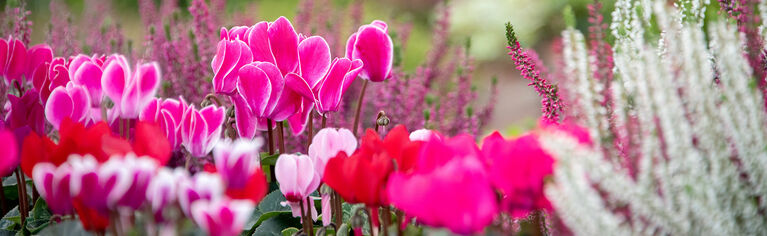 Hauenstein Gartencenter Rafz