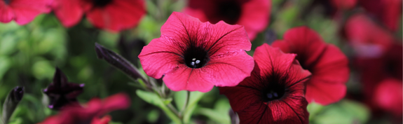 Hauenstein Gartencenter Rafz