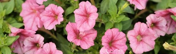 Hauenstein Stadt-Gartencenter Winterthur