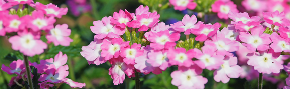 Hauenstein Gartencenter Baar