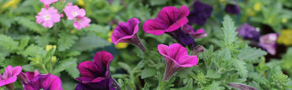 Hauenstein Stadt-Gartencenter Zürich