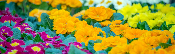 Hauenstein Stadt-Gartencenter Winterthur