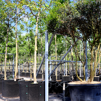 Reduktion von Kokokosfasern