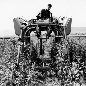 Biol. Unkrautbekämpfung