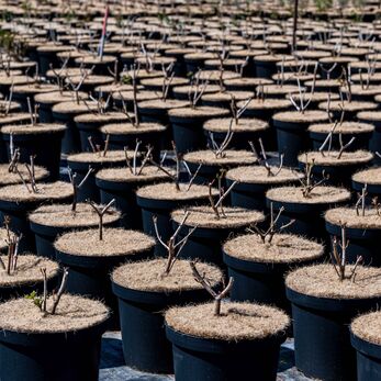 Reduktion von Kokokosfasern