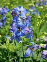 Delphinium elatum 'Ouvertüre'