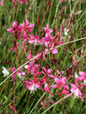 Gaura lindheimeri 'Siskiyou Pink'