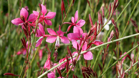 Gaura lindheimeri 'Siskiyou Pink'