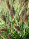 Pennisetum alopecuroides 'Herbstzauber'