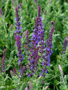 Salvia nemorosa 'Blaukönigin'