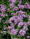 Verbena bonariensis 'Lollipop'