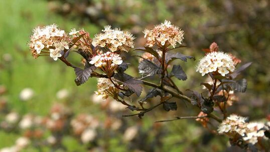 Die Blasenspiere 'Diabolo' besticht durch den Kontrast ihrer hellen Blüten mit ihrem dunklen Laub.
