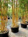 Phyllostachys auresulcata aureocaulis