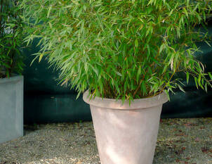 Bambus als Kübelpflanze 