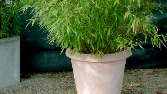 Vom Frühjahr bis zum Herbst benötigen Bambus in Gefässen viel Wasser.
