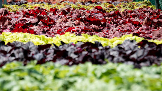 Eine sehr grosse Auswahl an Blattfarben sind bei den Purpurglöckchen (Heuchera) zu finden.