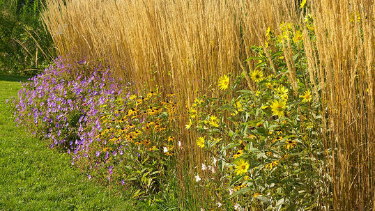 Staudenhecke Minimalbeet (komprimierte Rabatte)