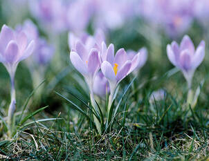 Blumenzwiebeln – und der Garten blüht