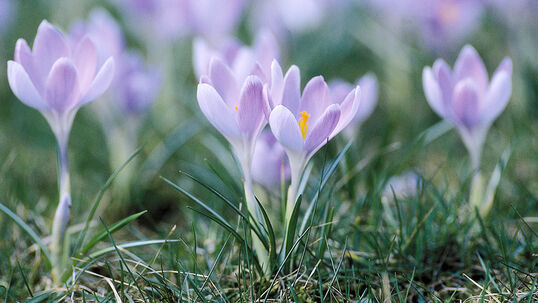 Crocus