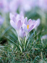 Crocus