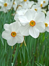 Narcissus