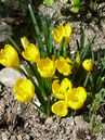 Sternbergia lutea