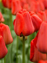 Tulipa