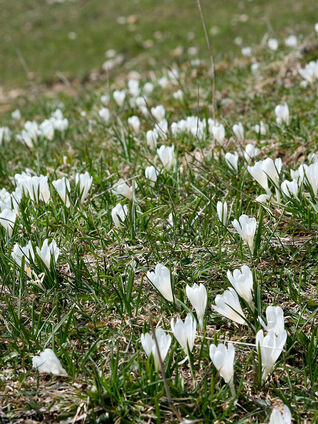 Crocus albiflorus