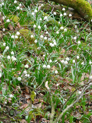 Leucojum vernum