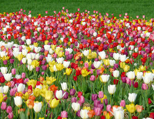 Blumenzwiebeln zum Verwildern