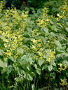 Die Elfenblume (Epimedium perralchicum 'Frohnleiten') blüht im zeitigen Frühjahr. Sie ist sehr ausdauernd und erträgt den Wurzeldruck von Gehölzen sehr gut.