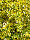 Mit den bunten Blättern bringt die Krichspindel (Euonymus fortunei 'Emerald Gold') ganzjährig Licht und Abwechslung in dunklere Gartenpartien. Foto © PlantaPro