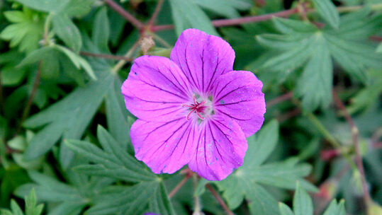 Der Storchschnabel (Geranium 'Tiny Monster') ist ausgesprochen wüchsig. 1 bis 2 Pflanzen pro m2 genügen vollauf.