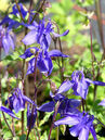 Aquilegia alpina