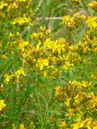 Hypericum perforatum