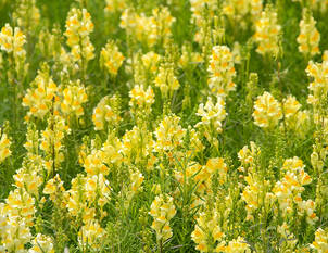 Einheimische Wildstauden