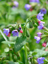 Pulmonaria officinalis