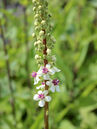 Verbascum chaixii