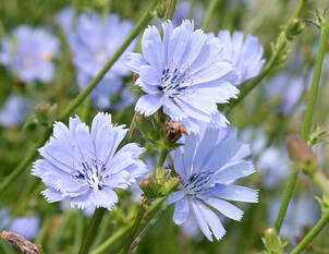 Einheimische Wildpflanzen