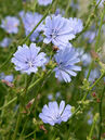 Die hellblauen Blüten der Wegwarte (Cichorium intybus) bringen eine interessante Farbe in den Garten. Diese Staude liebt einen sonnigen Standort.