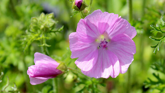 Die Moschus-Malve (Malva moschata), auch Bisam-Malve oder Chäslichruut genannt, hat duftende, rosafarbene Blüten und liebt einen vollsonnigen Standort.