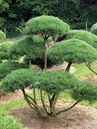 Pinus mugo 